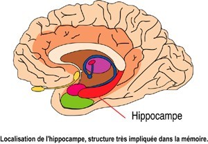 CERVEAU